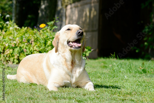 dog labrador retriever lying on meadow and looking