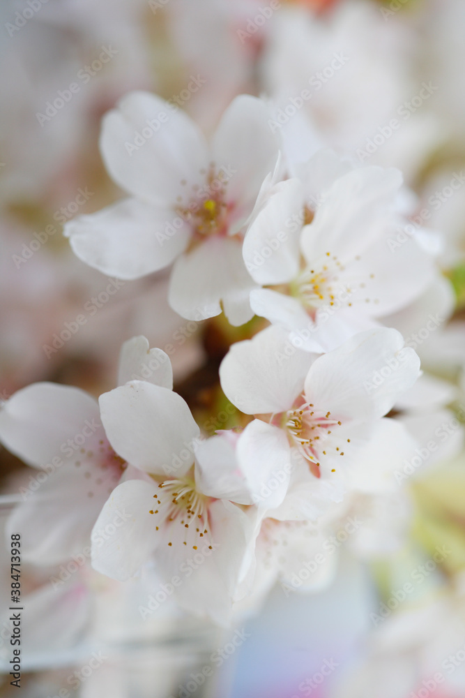 窓辺の桜 窓辺の桜