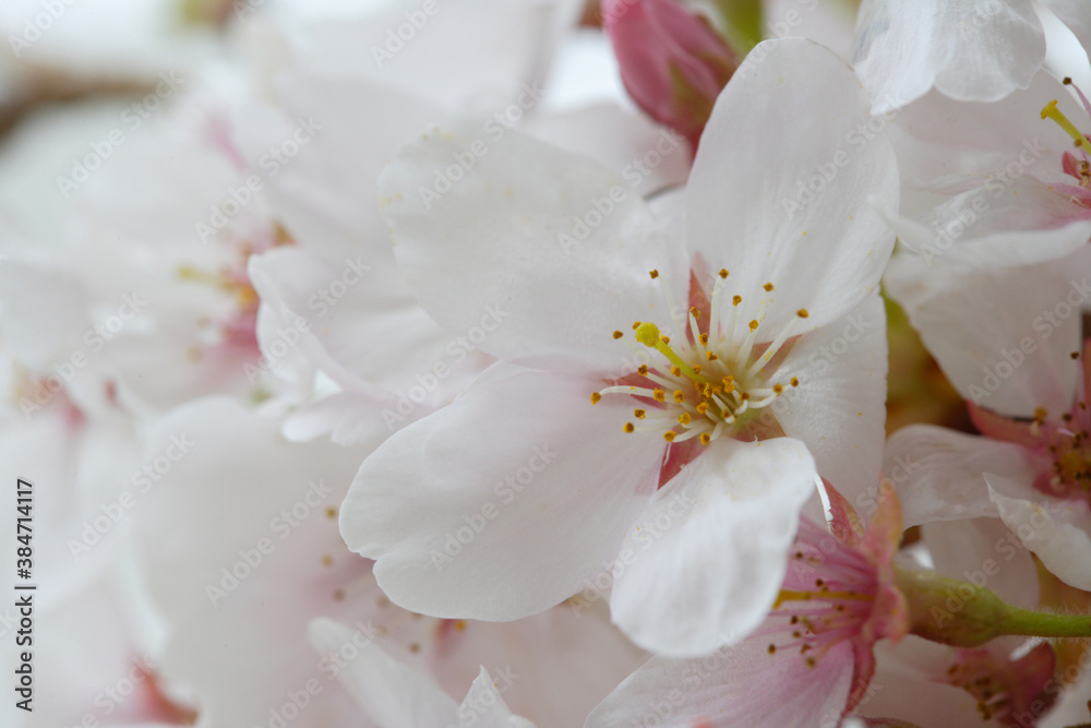窓辺の桜 窓辺の桜