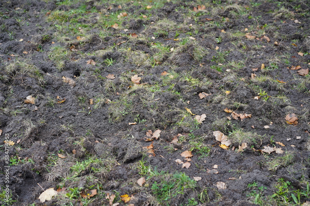 Von Wildschweinen umgewühlter Boden Von Wildschweinen umgewühlter Boden