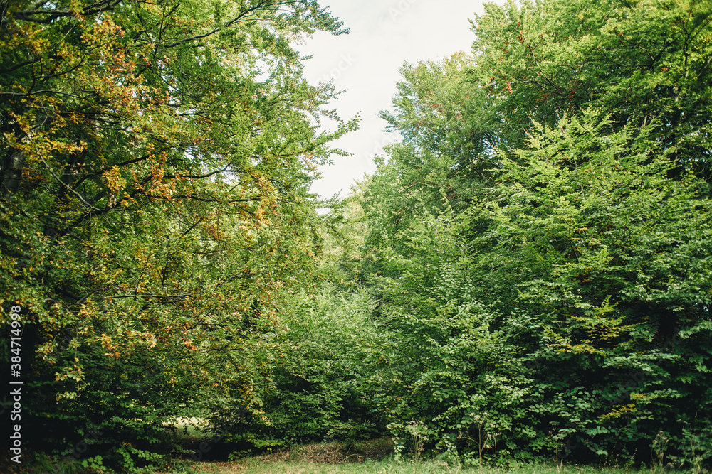 multicolored leaves on a branch in the autumn forest