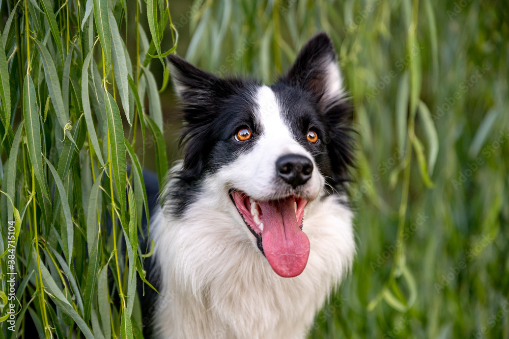 Cute adorable intelligent dog breed border collie in autumn park. Beautiful bokeh in background, colorful.