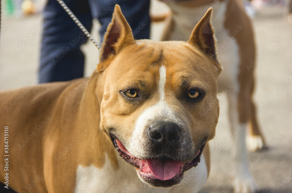 Dog breed American Staffordshire Terrier close-up