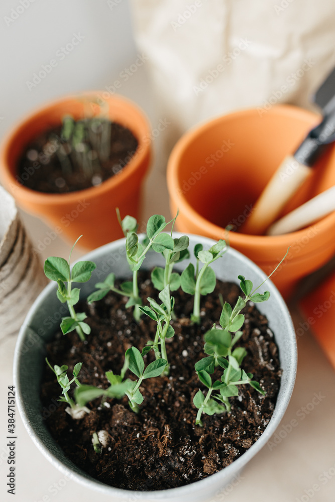How to grow their own peas at home How to grow their own peas at home