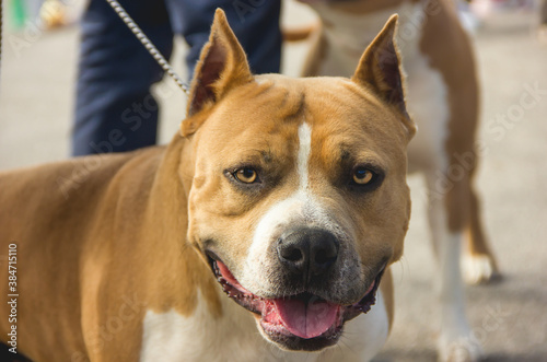Dog breed American Staffordshire Terrier close-up