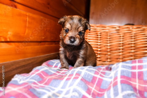 Puppy close-up portrait. Newborn yorkshire terrier puppy sitting and looking at the camera