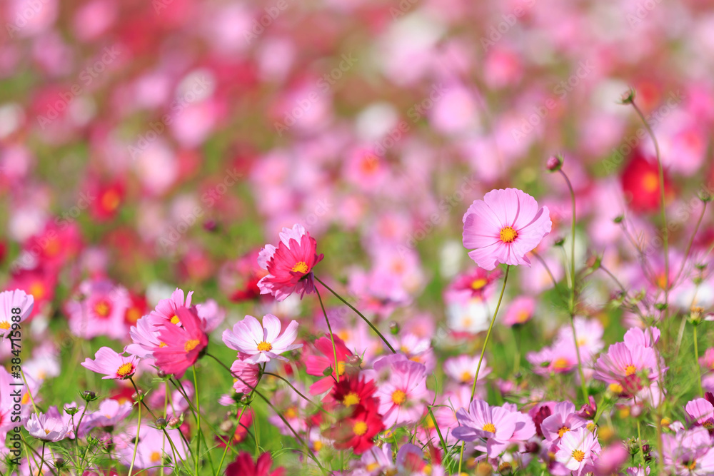 Cosmos - Since it resembles cherry blossoms, it is also called Cosmos - Since it resembles cherry blossoms, it is also called