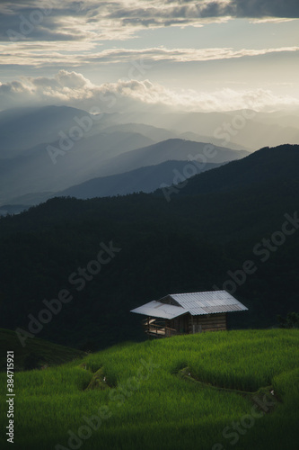 wooden house in a terraced rice field filled with rice