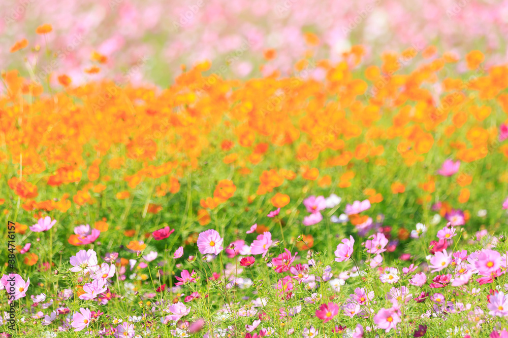 Cosmos - Since it resembles cherry blossoms, it is also called Cosmos - Since it resembles cherry blossoms, it is also called