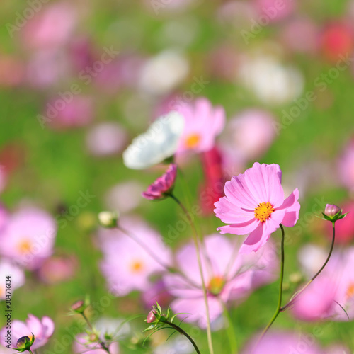 Cosmos - Since it resembles cherry blossoms, it is also called "autumn cherry blossoms" in Japan.