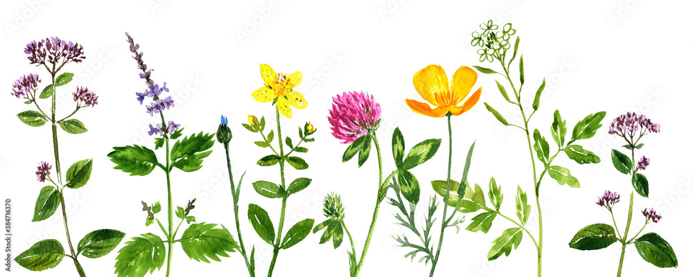 Obraz watercolor drawing flowers