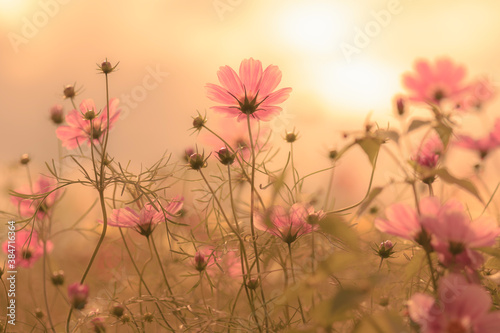 Cosmos - Since it resembles cherry blossoms, it is also called "autumn cherry blossoms" in Japan. © TomohisaHashino