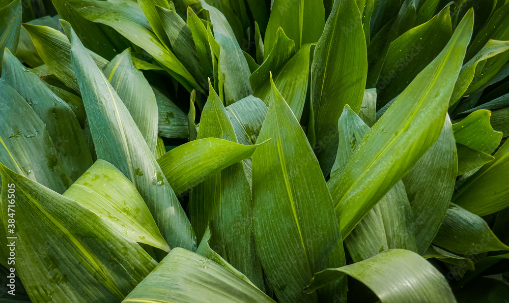 Fototapeta premium Large green tropical leaves in the garden, leaves with drops after rain.