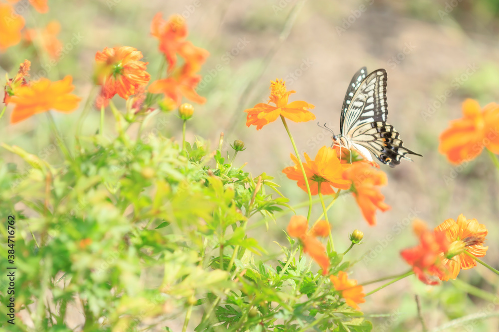 Obraz premium Cosmos - Since it resembles cherry blossoms, it is also called 