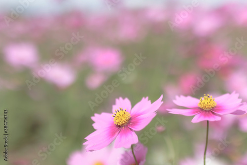 Cosmos - Since it resembles cherry blossoms, it is also called "autumn cherry blossoms" in Japan.