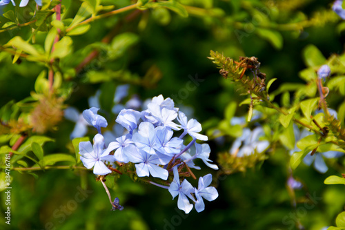 Bleiwurz, Kap-Bleiwurz, Plumbago auriculata,  photo