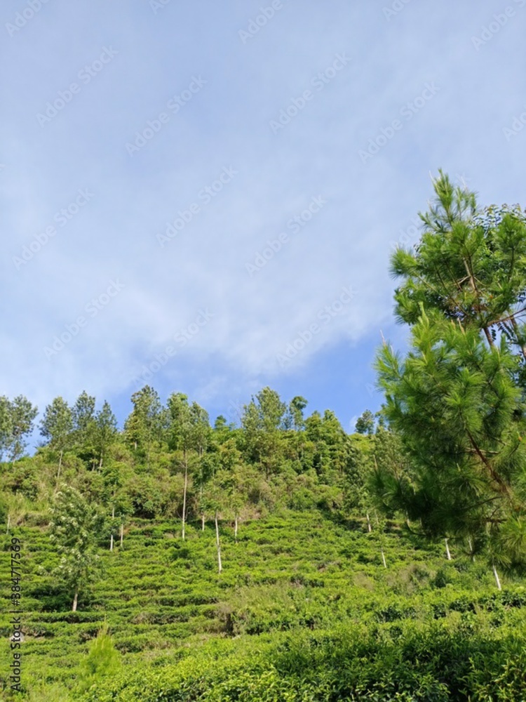 Fototapeta premium trees and sky