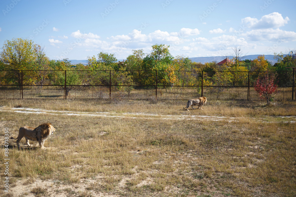 two adult lions lie on the grass two adult lions lie on the grass