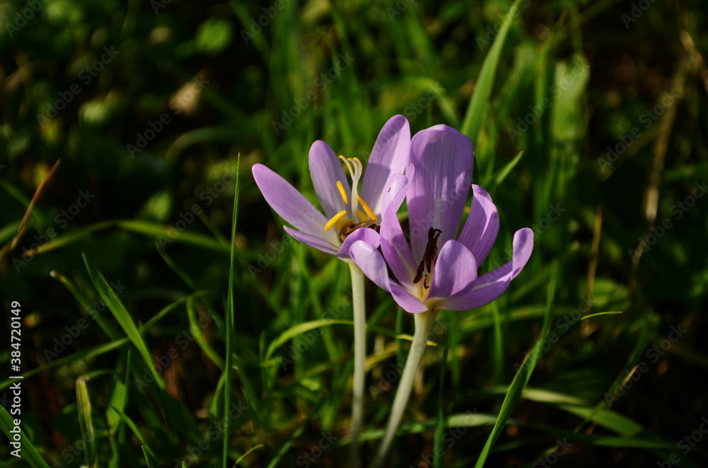 Pink flower buds of poisonous Colchicum species in a meadow Pink flower buds of poisonous Colchicum species in a meadow