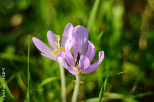 Pink flower buds of poisonous Colchicum species in a meadow © maria