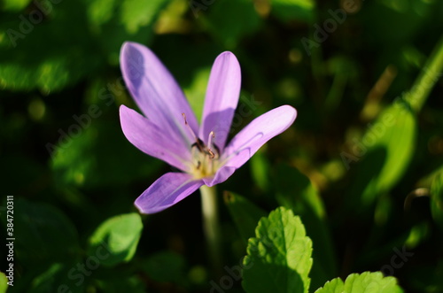 Pink flower buds of poisonous Colchicum species in a meadow