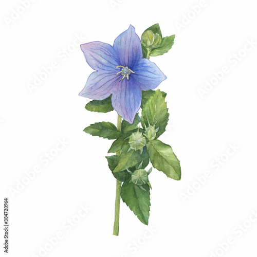 Branch with violet flower of ballon blume (Platycodon, balloon flower, Chinese bellflower, bluebells, Campanula). Watercolor hand drawn painting illustration isolated on white background. photo