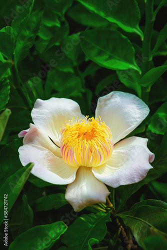 blooming white Magnolia flower on green leaves background