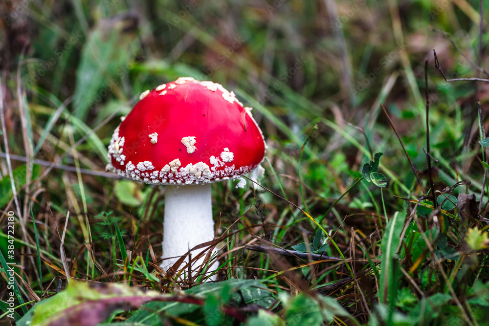 Red fly agaric against the background of the forest. Toxic and hallucinogen mushroom Fly Agaric in grass on autumn forest background.Amanita muscaria. Inspirational natural fall landscape Red fly agaric against the background of the forest. Toxic and hallucinogen mushroom Fly Agaric in grass on autumn forest background.Amanita muscaria. Inspirational natural fall landscape