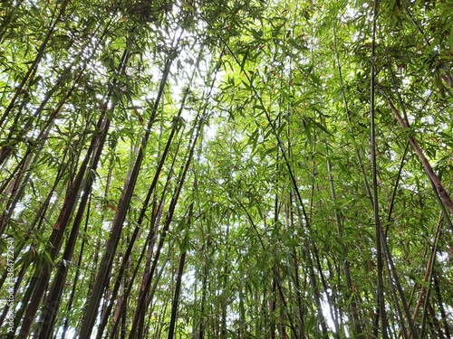 Beautiful bamboo, woods, a bamboo grove, asia, korea, green, refresh
