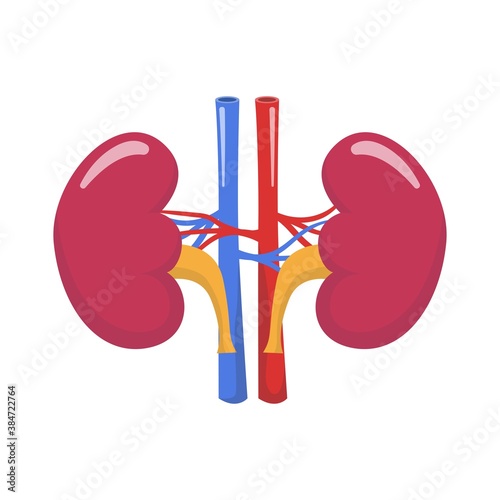 Kidney Vector Illustration icon kidney care