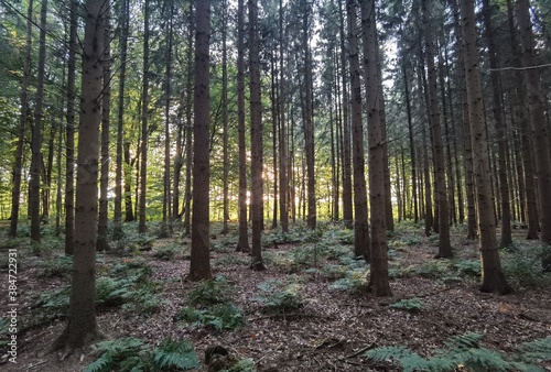 trees in the forest