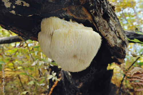 Lion's Mane mushroom on oak tree in the autumn forest. ( Hericium erinaceus )              