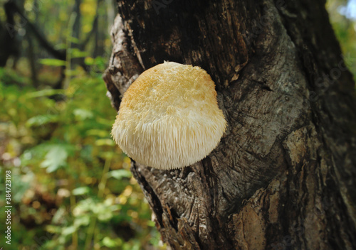 Lion's Mane mushroom on oak tree in the autumn forest. ( Hericium erinaceus ) 