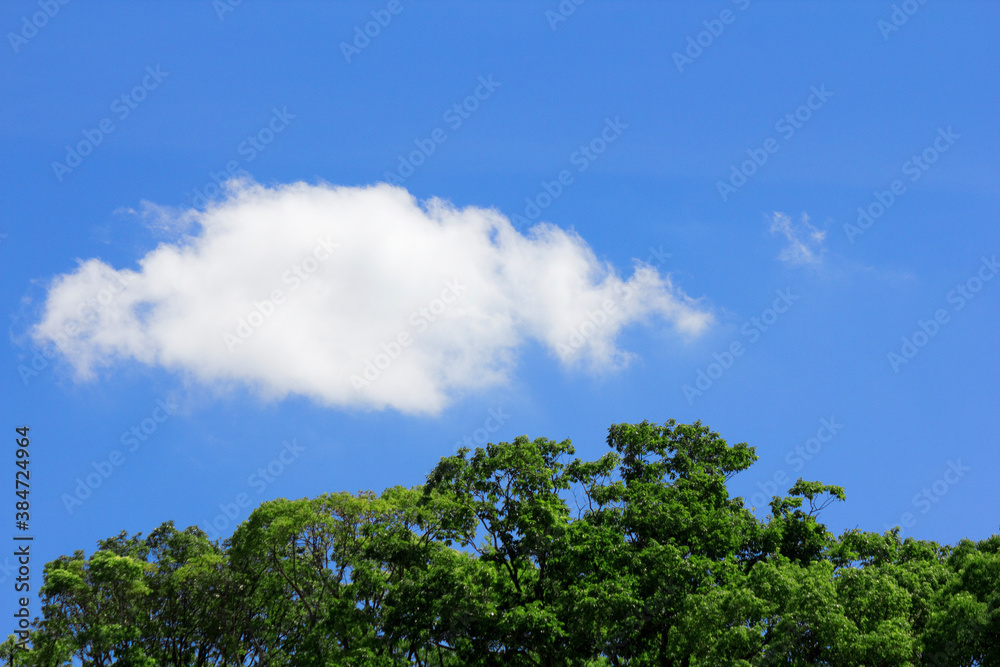 木と青空と白い雲