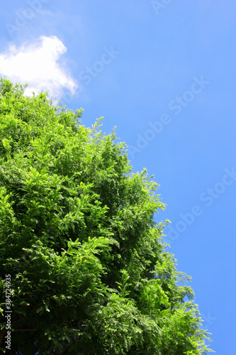 メタセコイアの木と青空 © Paylessimages