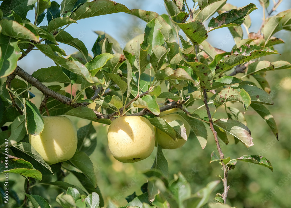 Closeup of ripe green apples in garden on blue sky and green leaves background. Traditional collecting fruit. Ripe fruits in orchard ready for harvesting. Golden apples hanging from branch in autumn. 