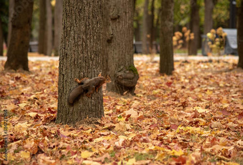 A red fluffy squirrel sits on a tree trunk in a bright autumn Park.