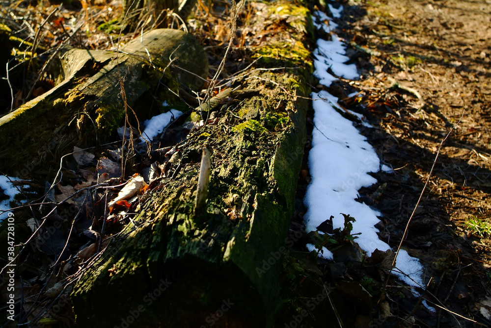 remnants of snow in the shade of spring trees