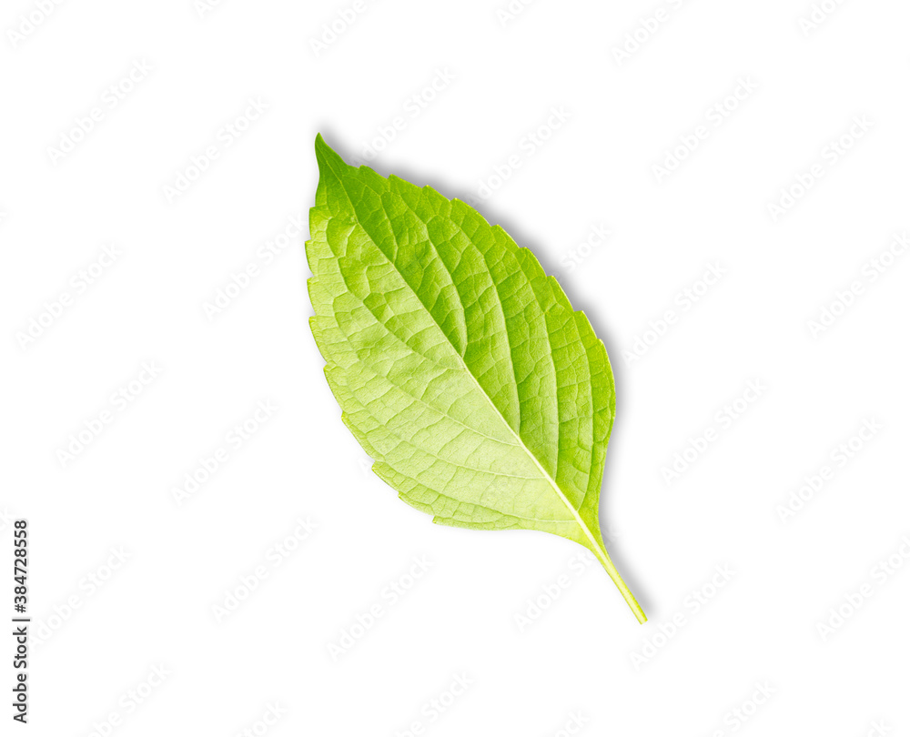 Fototapeta premium Shrubby Basil. Green leaf isolated with clipping path on white background. 