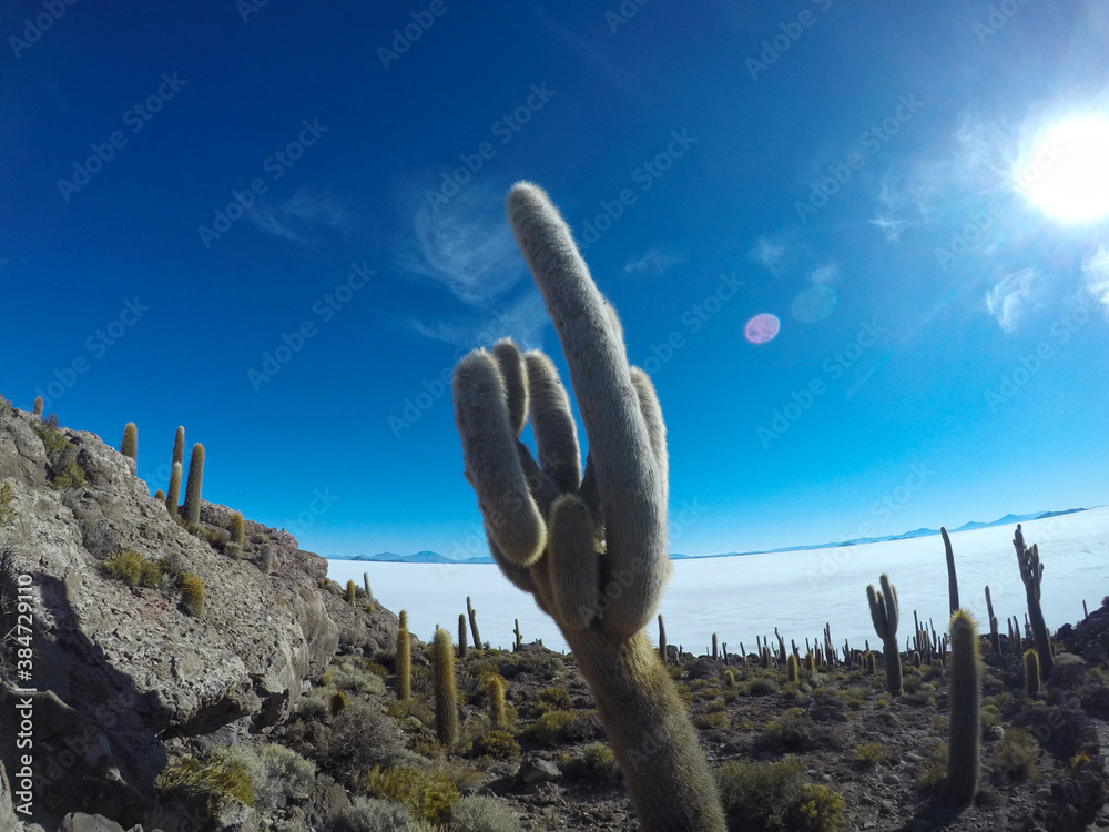 Cactus in Uyuni Salt Flat, Bolivia