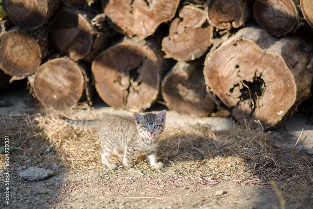Grey little kitten in passing the logs outside