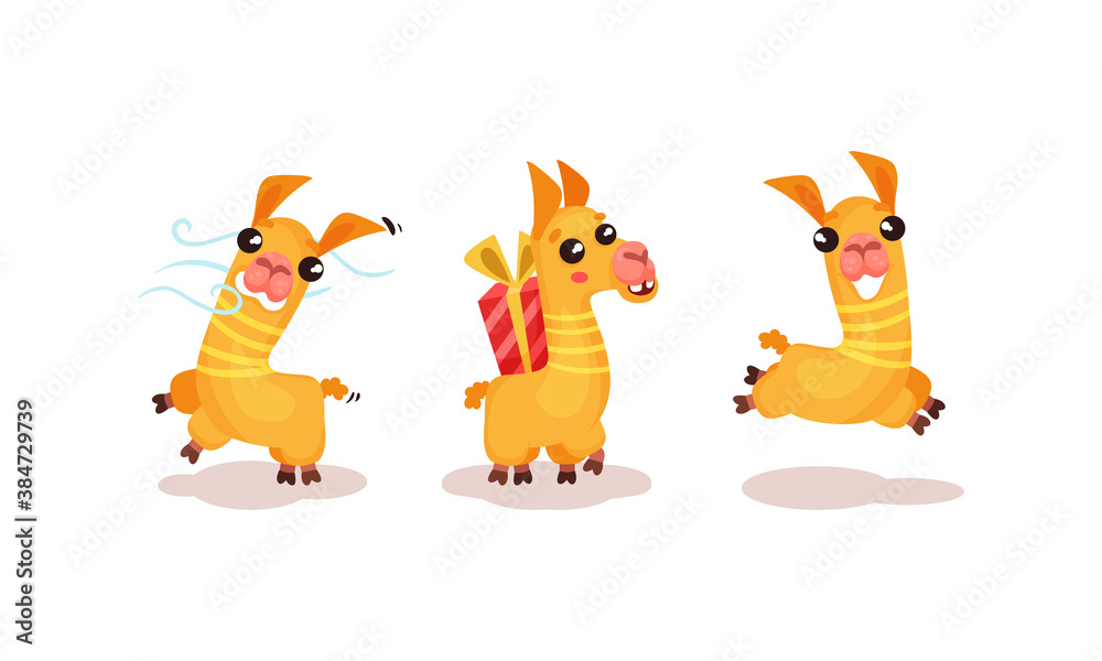 Fototapeta premium Cute Llama or Alpaca Animal Running and Carrying Gift Box Vector Set