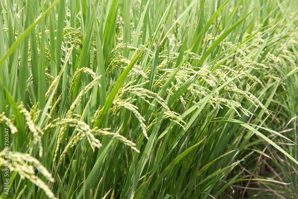 田んぼの稲 田んぼの稲