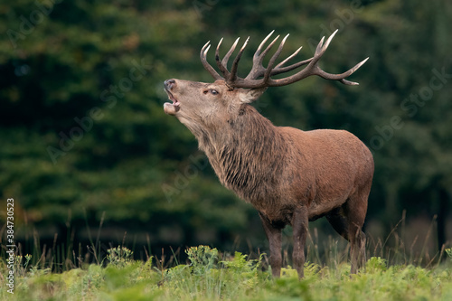 Red Deer Stag (Cervus elaphus) bellowing/bolving