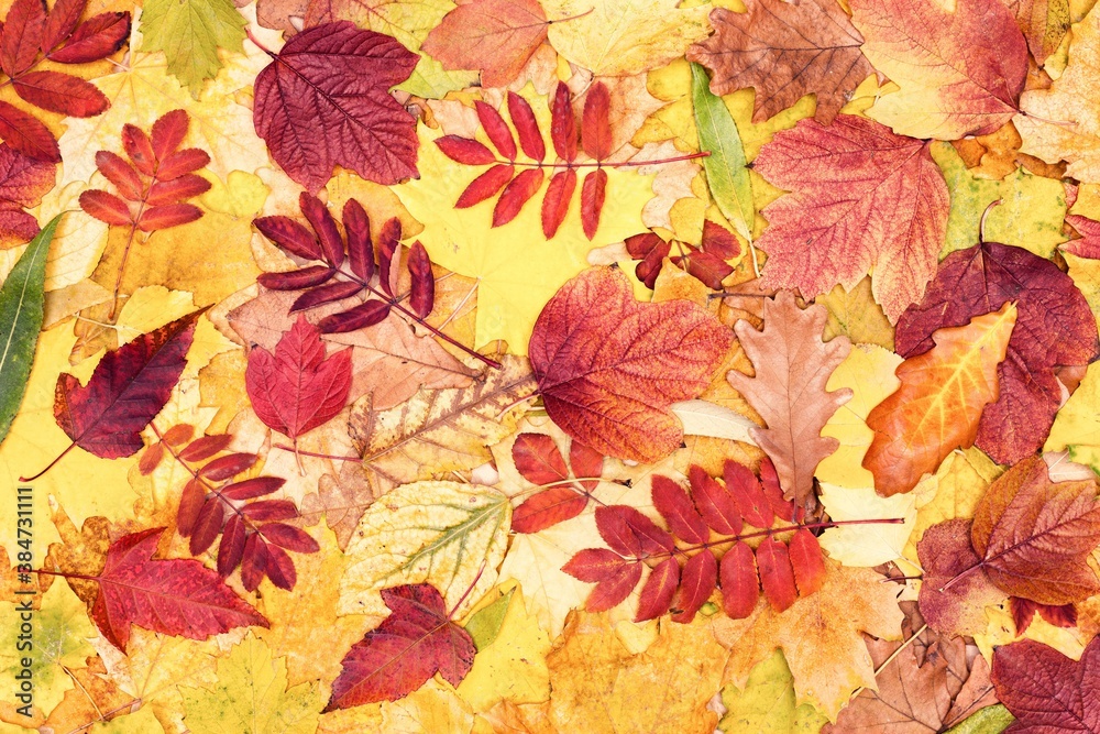 Colorful autumn leaves. Tree fallen leaf pattern. Fall season beautiful nature background Colorful autumn leaves. Tree fallen leaf pattern. Fall season beautiful nature background