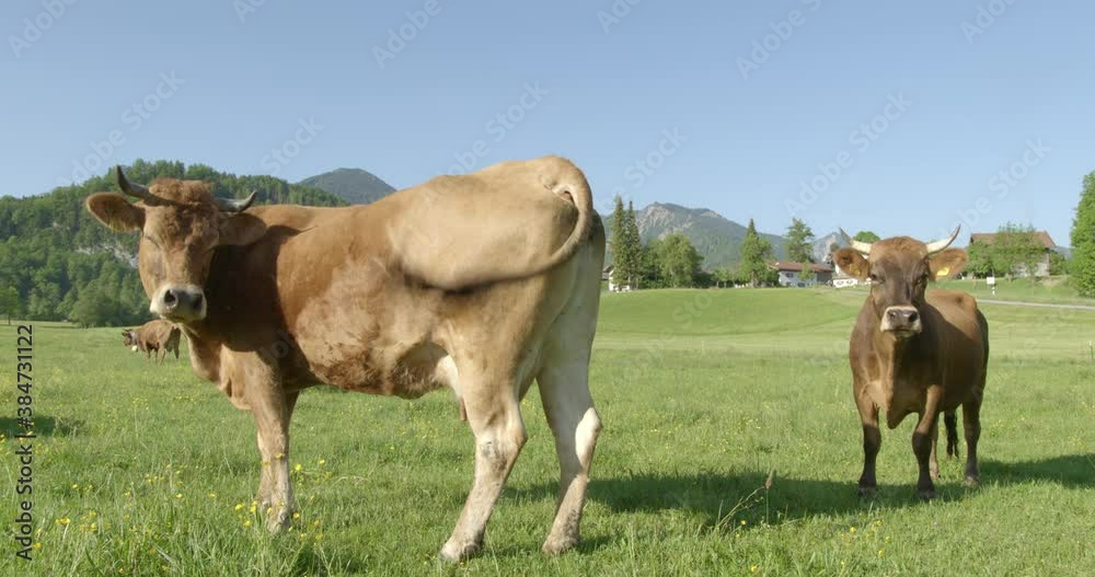 Cows in pasture, Bavaria, Germany Cows in pasture, Bavaria, Germany