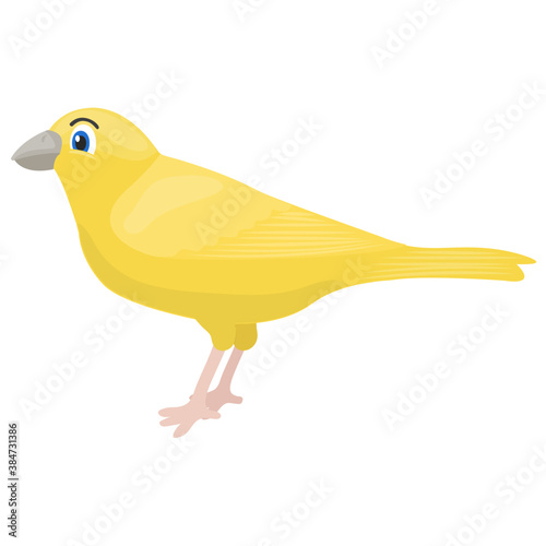 
Cute furry bird in small  size for domestic keeping, canary 
