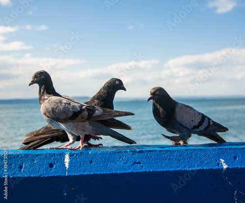 Pigeons at the seaside on a blue rock fighting © Natalia Terenteva