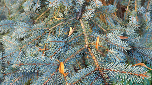 many branches of blue spruce with short needles in the forest top view . Christmas season