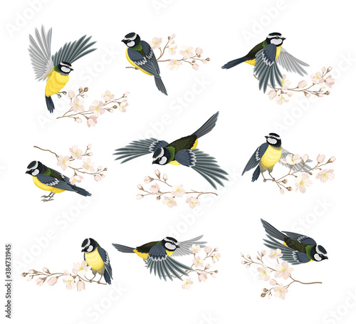 Tit Bird with Black Head and White Cheeks Flying and Sitting on Apple Blossom Branch Vector Set